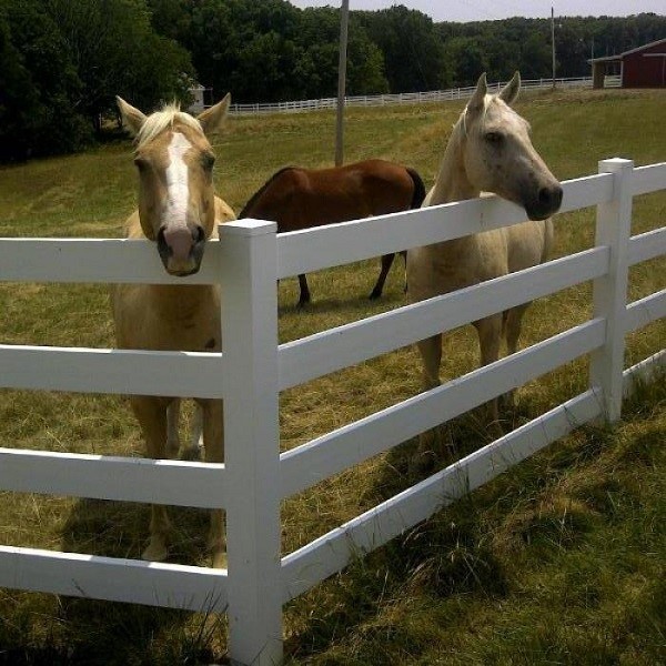 8 3Rail White PVC Horse and Ranch Fence 8 3Rail White PVC Horse and Ranch Fence